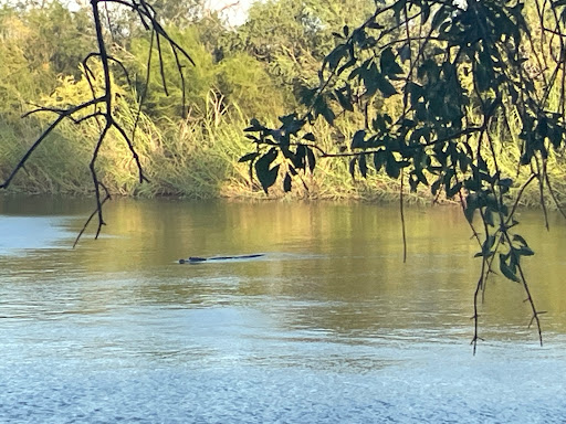 Alligator trail - Visual