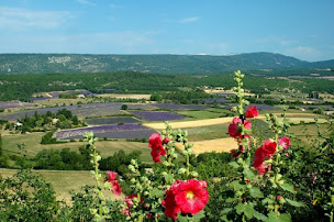 Photo n°45 de Restaurant O Pichoun à Sault (Bar)