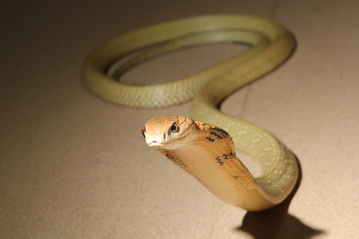 Rainforest Exotics - Visual