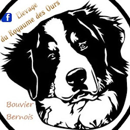 Photo n°4 de Elevage du Royaume des Ours à Doulevant-le-Château (Éleveur de chiens)