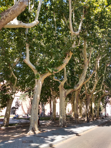 Cedros centenarios - Thumbnail