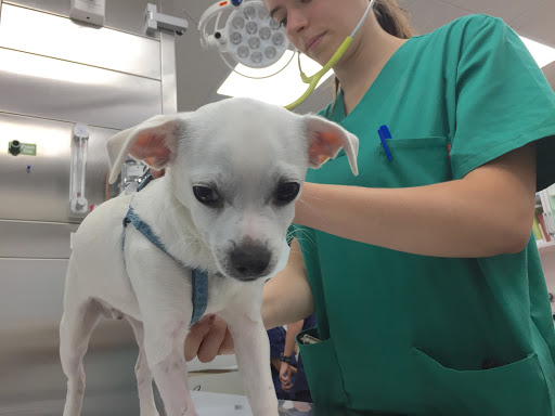 AniCura Glòries Hospital Veterinario