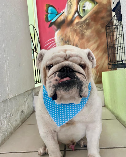 Clínica Veterinaria “Mac”