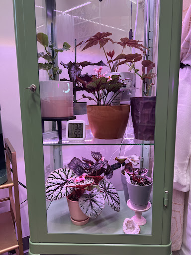 Begonia Studio - Visual