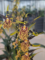 Les Orchidées de la Belle Etoile à Saint-Jean-de-Boiseau