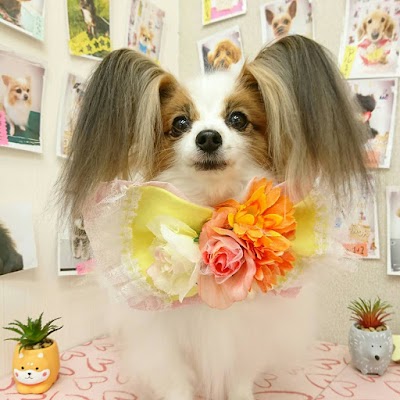 わんわん美容室りんりん