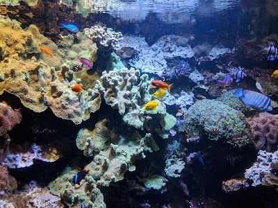 Discovery Reef