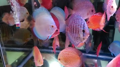 ONURLU PET AKVARYUM(AHM PETSHOP)