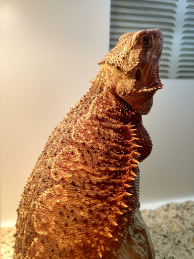 South Texas Dragons Gallery - United States