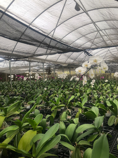 Dr Delphinium Flower & Orchid House - Thumbnail