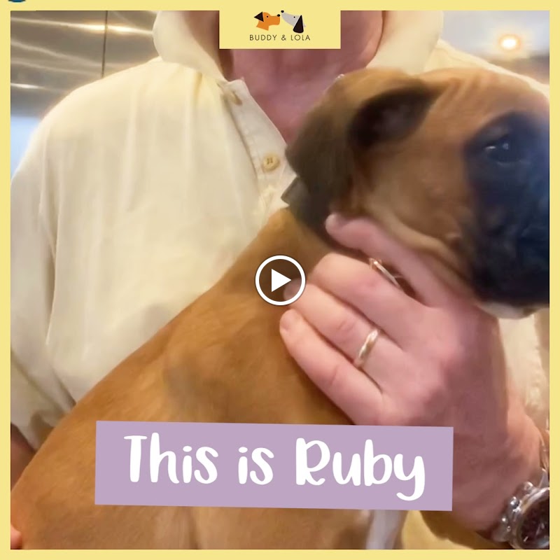 Buddy and Lola photo 3