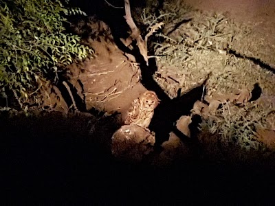 Photos of The Outpost, in Kruger National Park