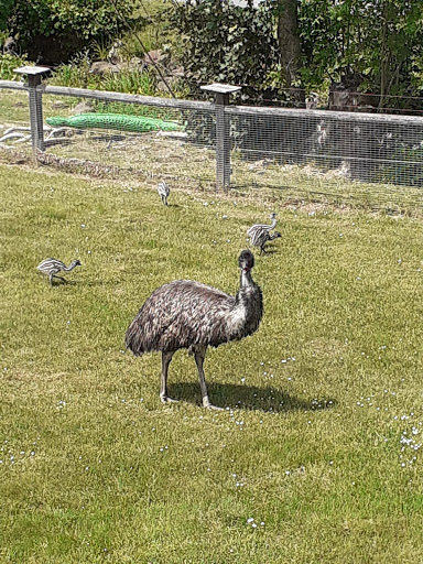 Vogelpark Schotten - Thumbnail