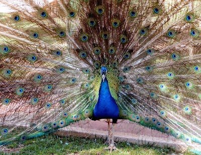 Antalya Zoo