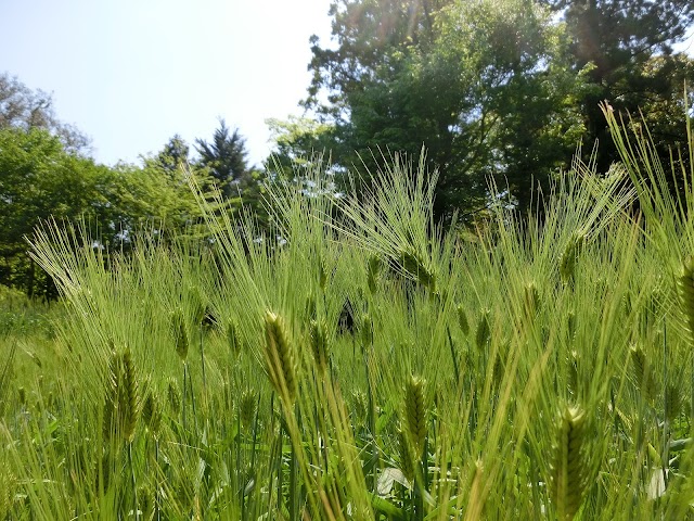 Manyo Botanical Gardens