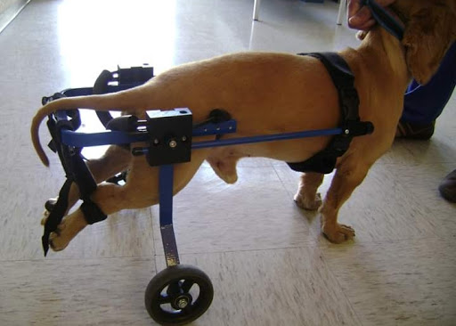 O' Pet
