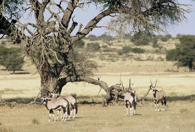 Kgalagadi Transfrontier Park