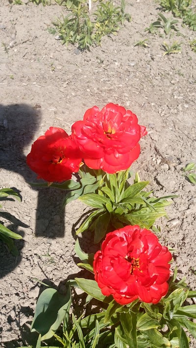 Photos of Klaipeda University Botanical Garden