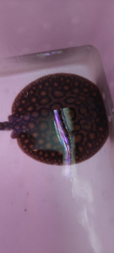 4k acuario atarasquillo - Thumbnail