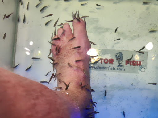 Dottor Fish Bellaria - Visual