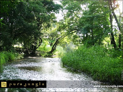 Photos of Pura Jungla Nature Reserve and Sustainable Community