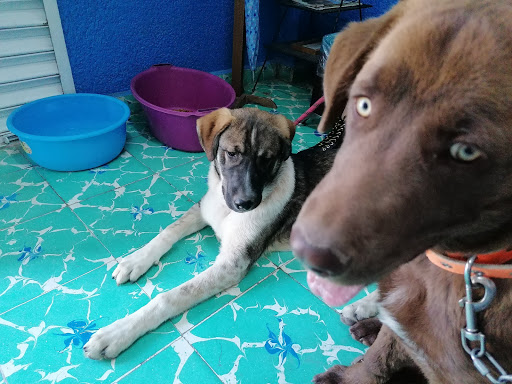 La Vete Cliníca & SPA Veterinarios - Thumbnail