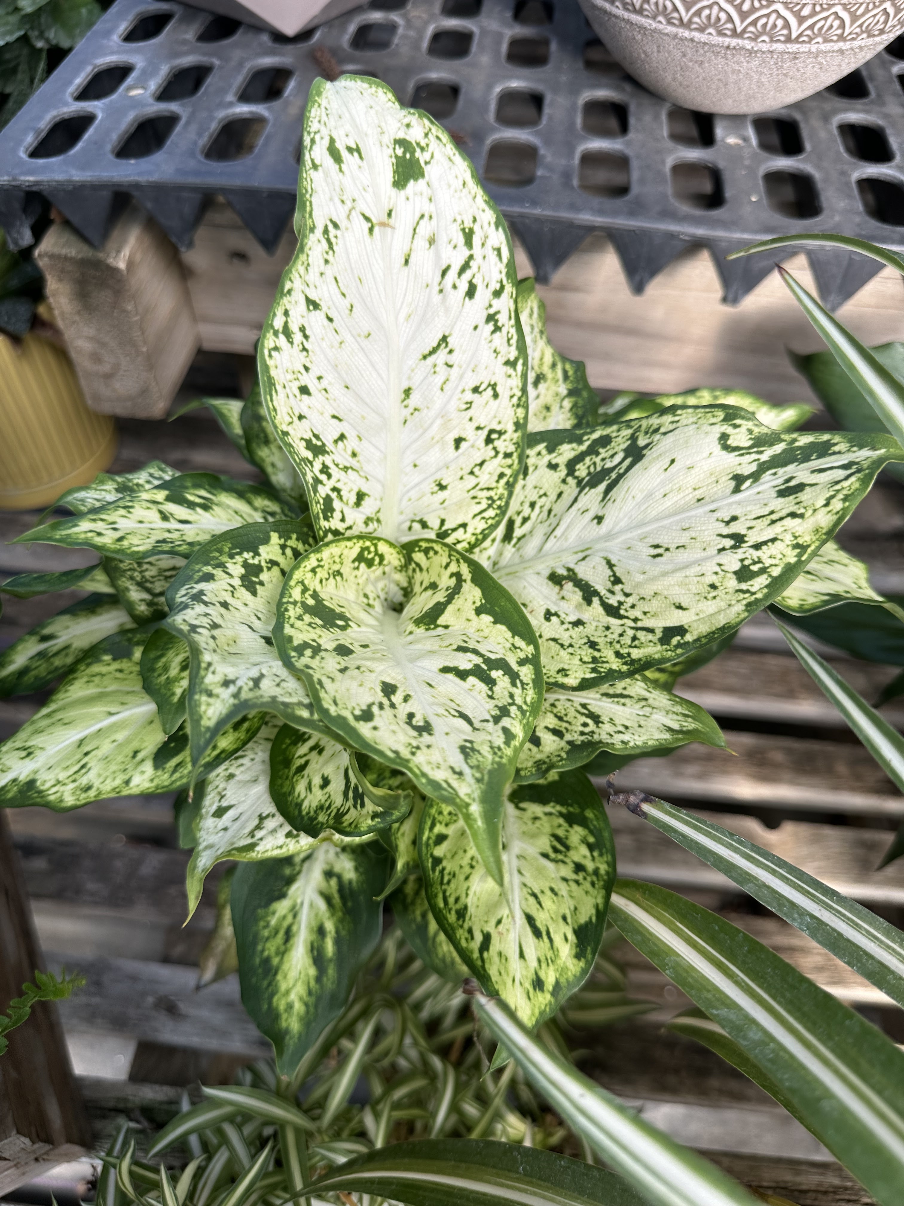 Silver Spring Greenhouse