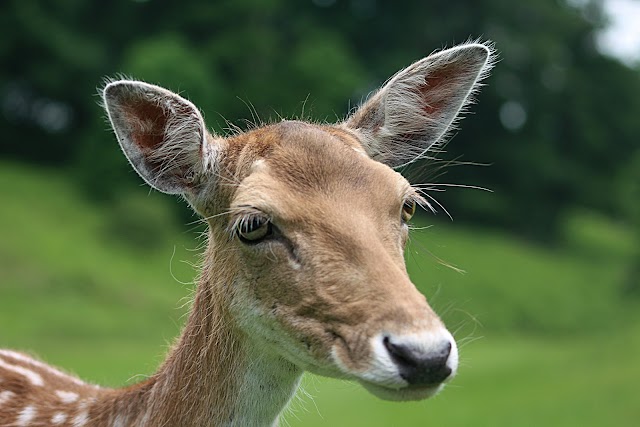 Knole