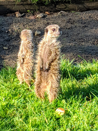 The Falcons of Thorp Perrow - Thumbnail