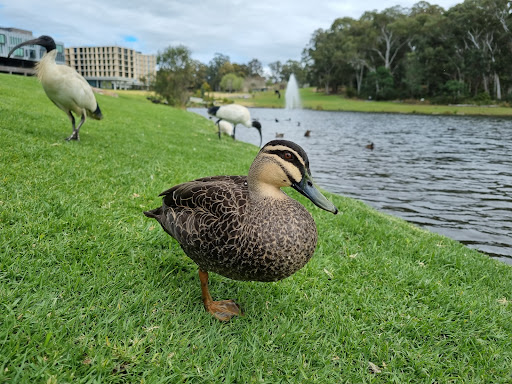 Macquarie Lake - Thumbnail