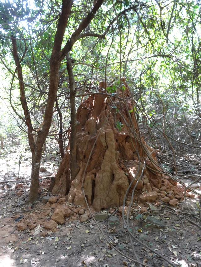 Cascade de Dindefelo