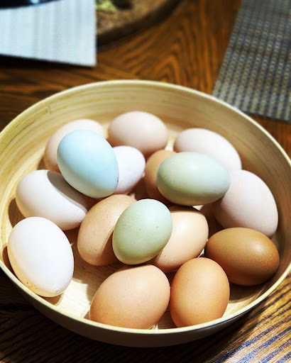 Happy Chickens 8 de Enero