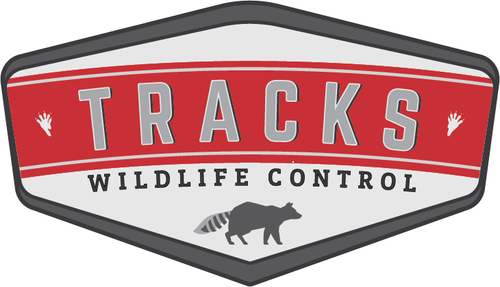 Tracks Wildlife Control work photo 1