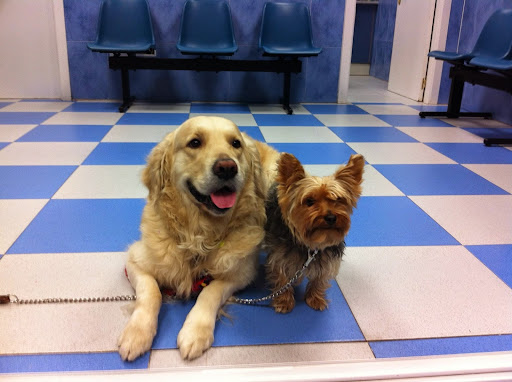 Centro Veterinario Carabanchel Alto