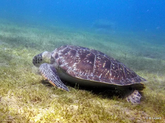 Réserve cousteau