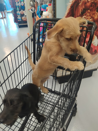 Petco Playa del Carmen - Thumbnail
