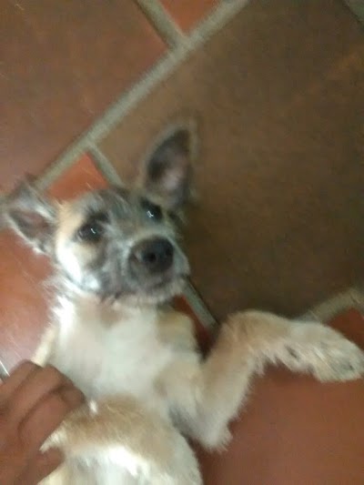 Photos of HOSPITAL CENTRAL VETERINARIO