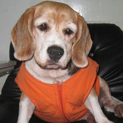 Photos of Pets at Home