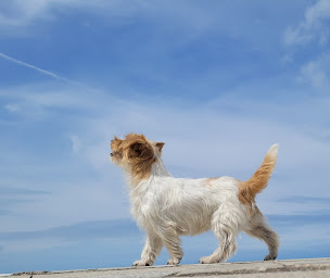 Photo n°4 de Pension Canine Élevage Des Terres Plaines à Joux-la-Ville (Éleveur)