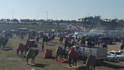 Güre Deve Güreşi Arenası