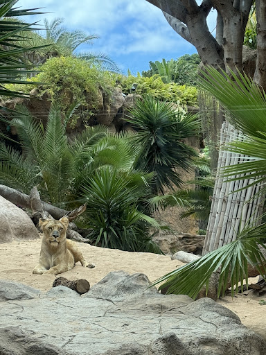 Tiger Island - Thumbnail