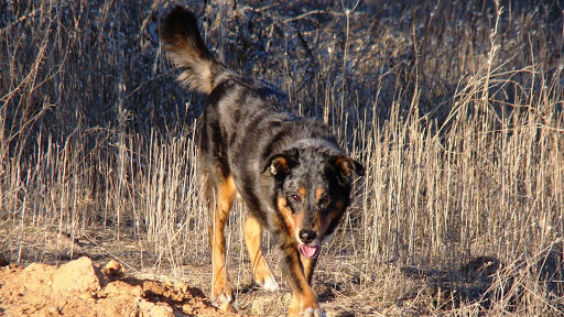 Clínica Veterinaria Meco