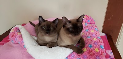 Rainbow Burmese Cattery