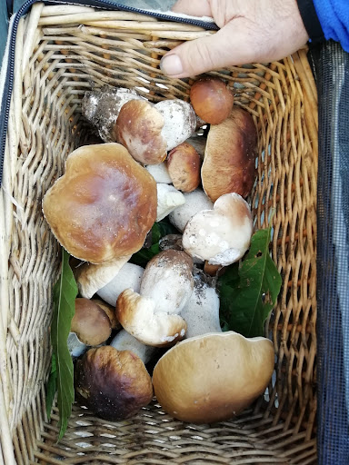 MURIALDO FUNGHI - Visual