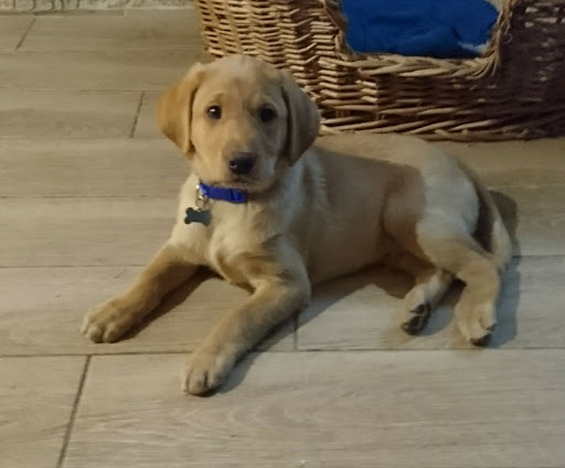 Full Pawtential - Visual