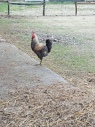Photo n°9 de Ferme du Marais de Mazerolles à Saint-Mars-du-Désert (Gîte)