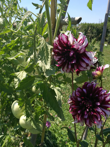 Hortus Stephanis - Visual