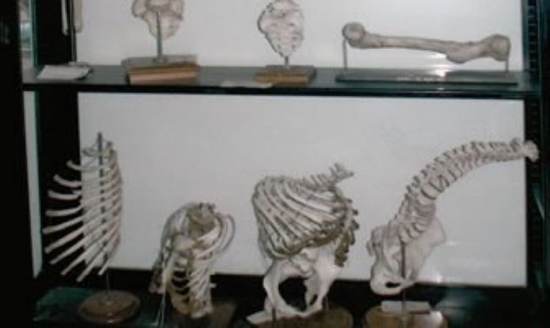 コリー骨格健治施療院