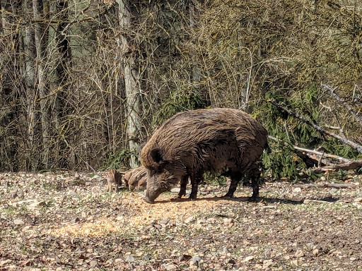 Wildpark Eichert - Visual