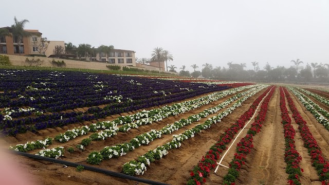 The Flower Fields